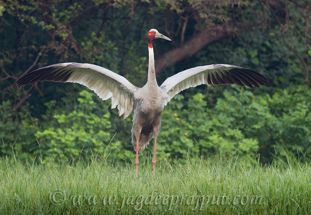 Dance of the Crane (1)