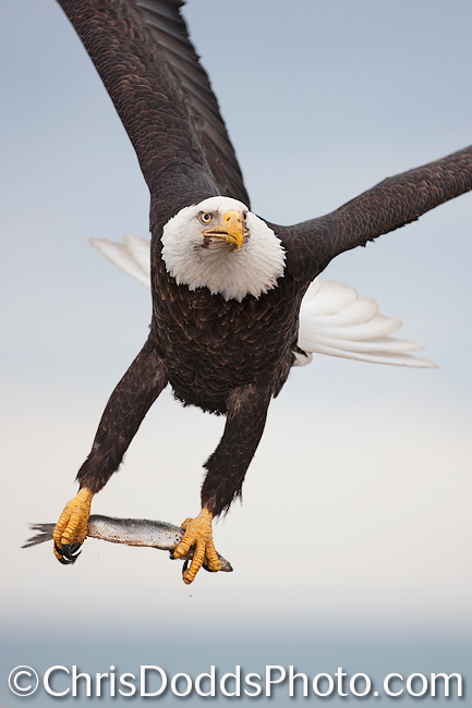 Bald Eagle