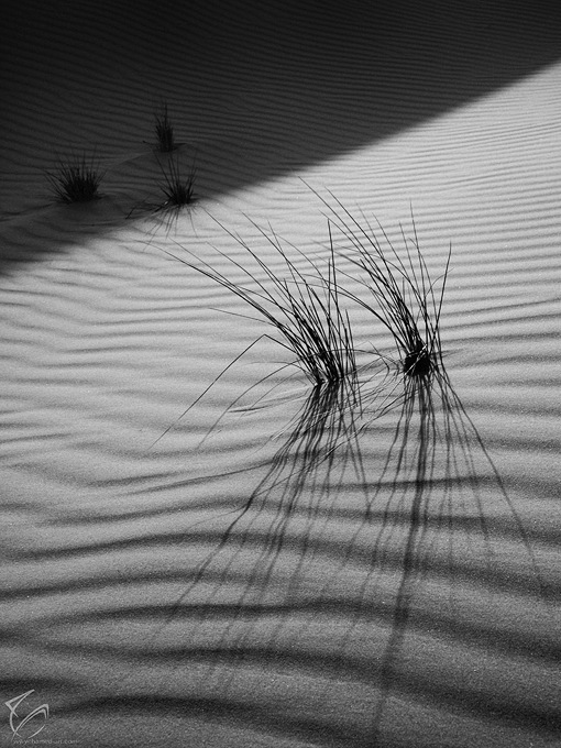 Desert Warriors