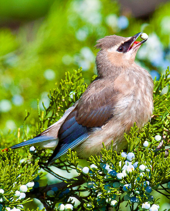 Cedar waxwing - juvenile
