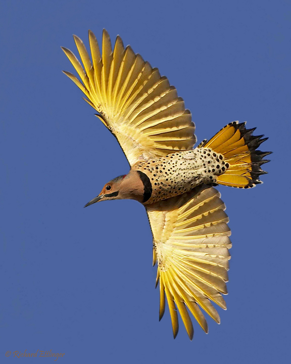 Northern Flicker #2