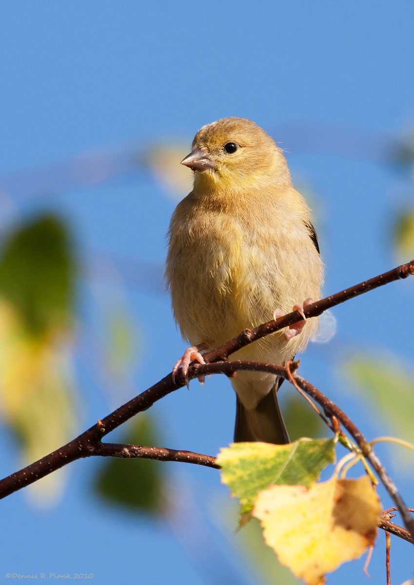 American Goldfinch