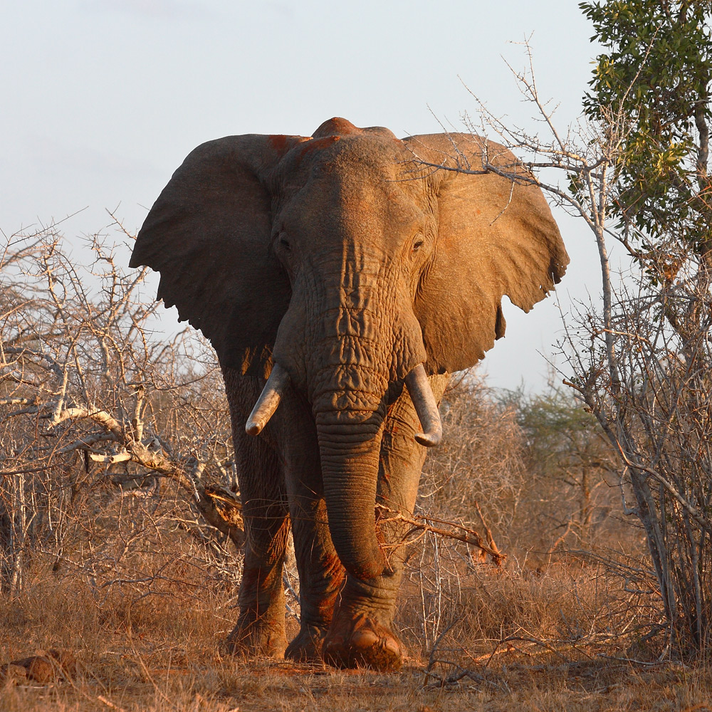 From the Bush