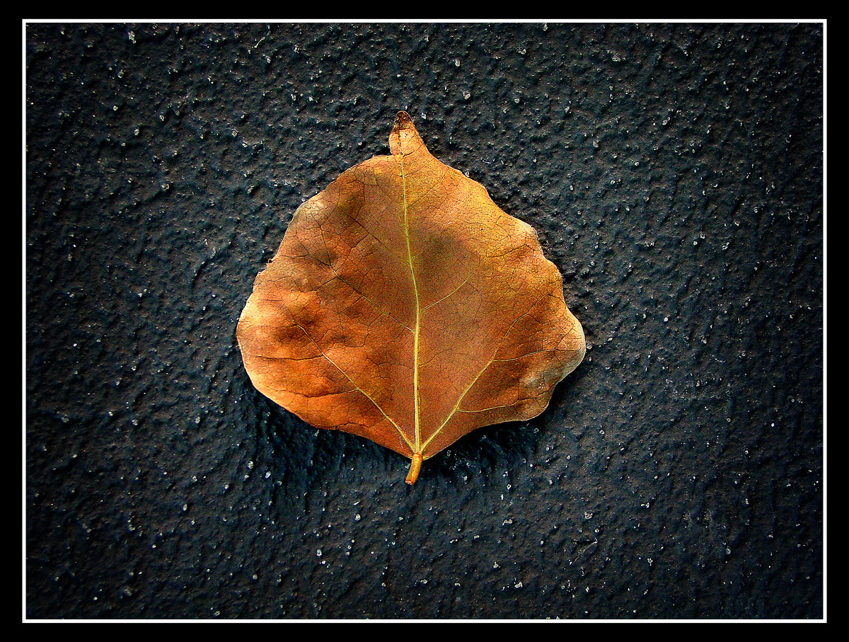 Leaf on Blacktop Road