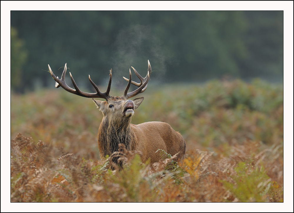 Flehmen Stag