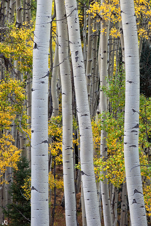 Aspen Flow