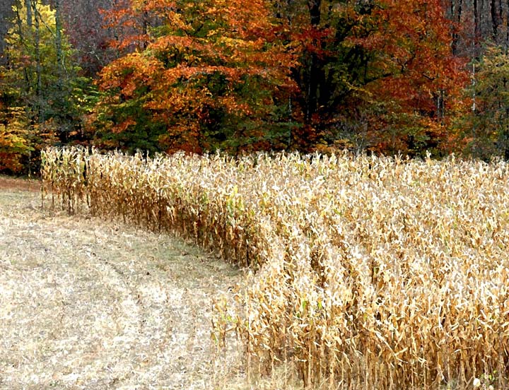 Corn Fields in the Fall
