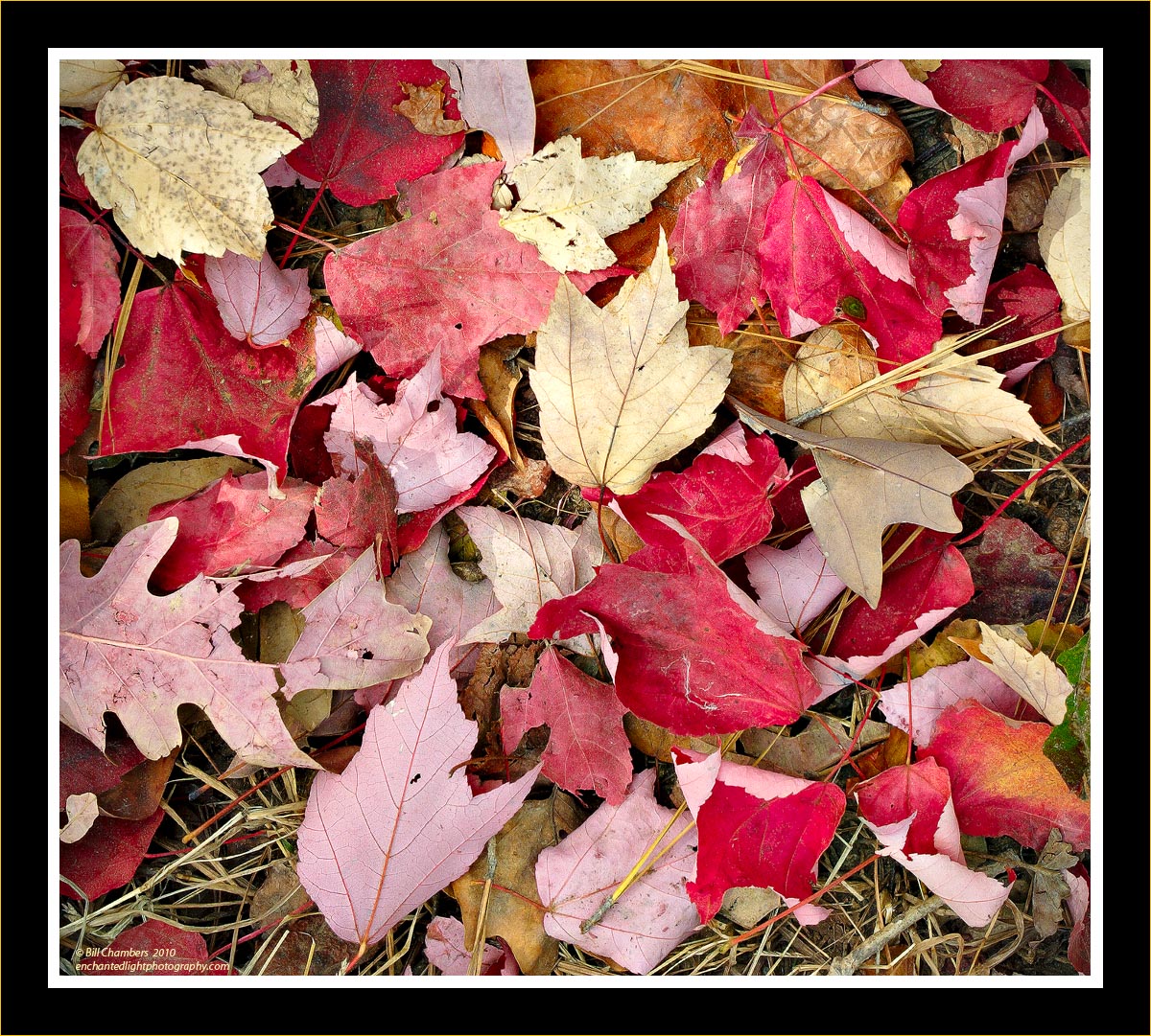 Red Leafscape
