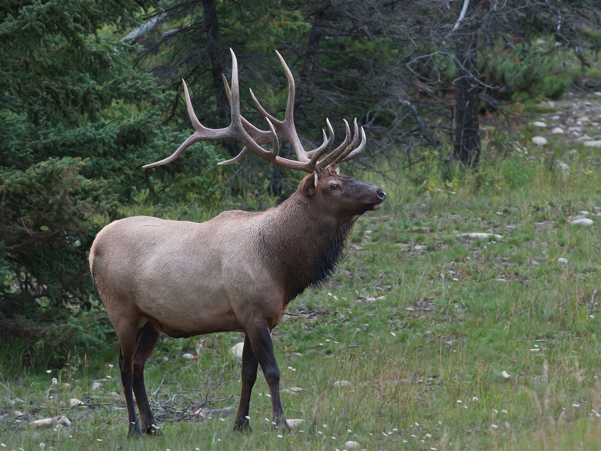 Jasper Bull