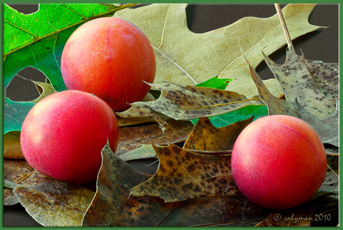 Mexican Plums