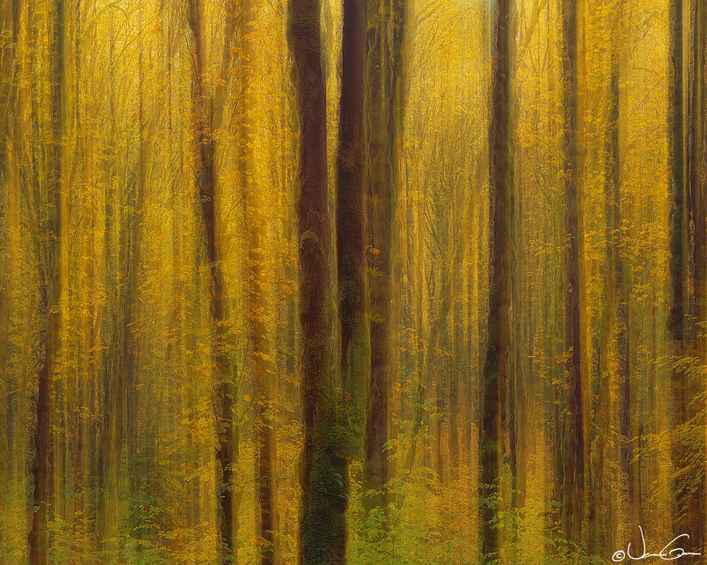 Autumn Dreams