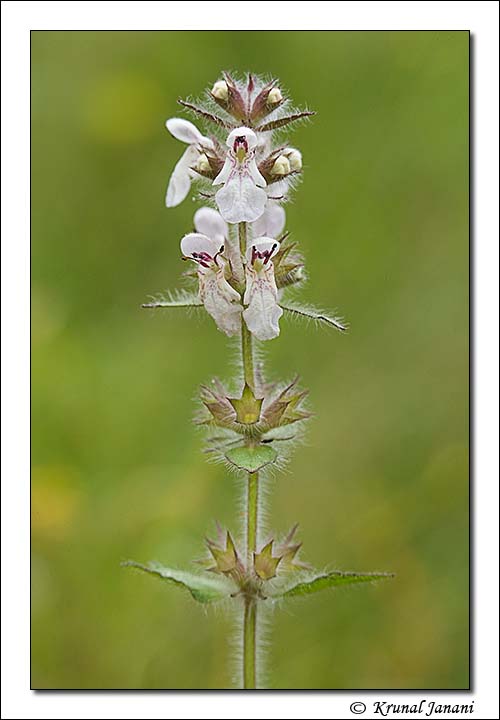 Silky Woundwort