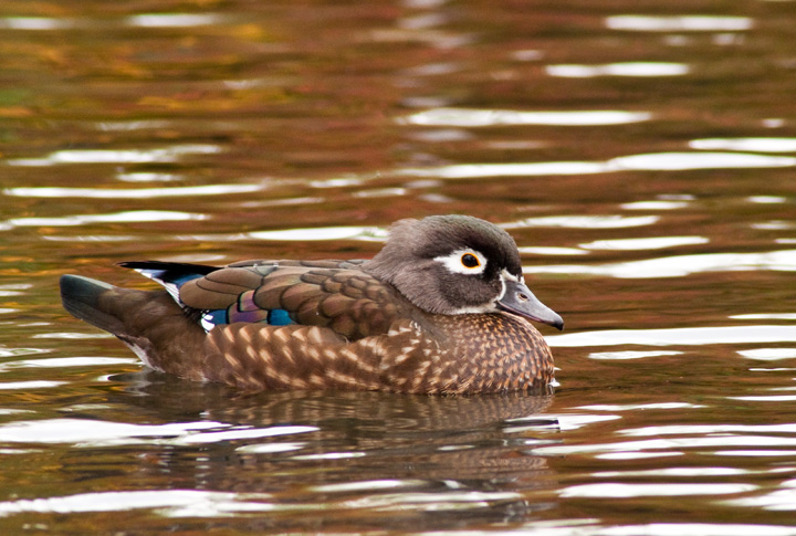 Lady Wood Duck