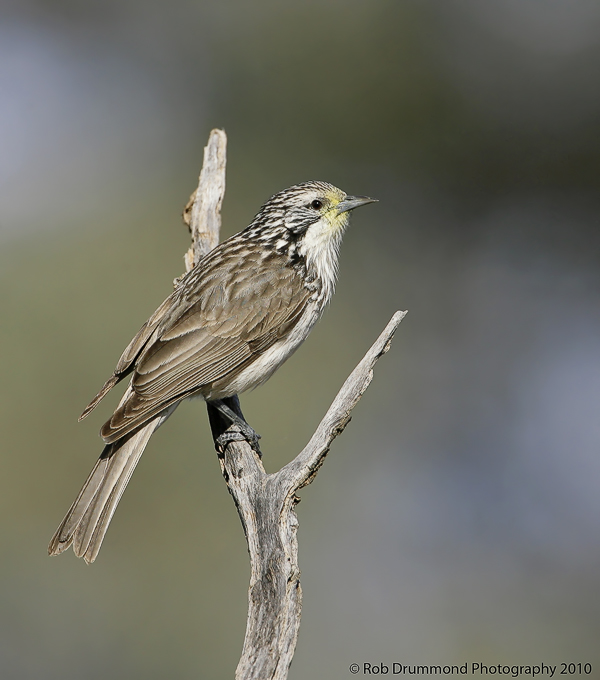 Striped Honeyeater