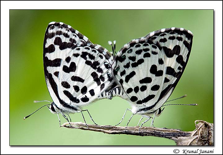 Mating Common Pierrot