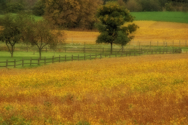 Soybean Fields
