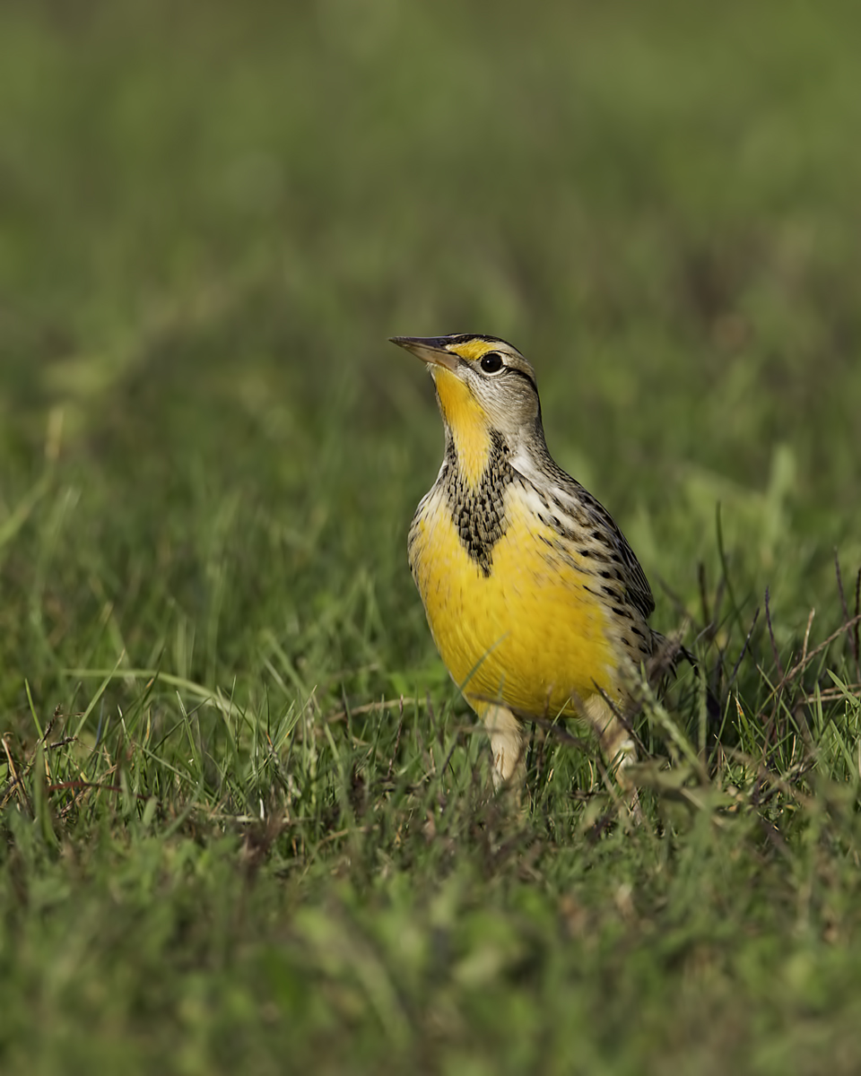 Eastern Meadow Lark