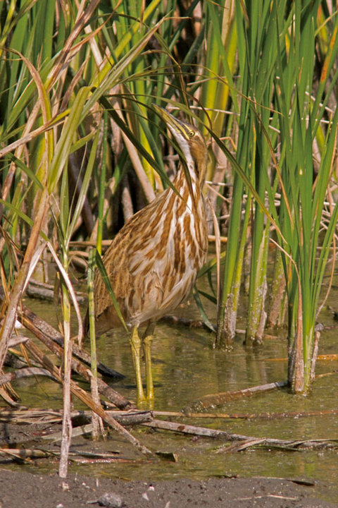 American Bittern