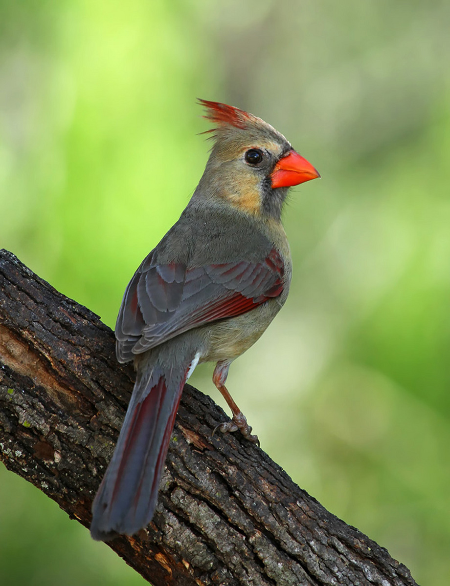 Cardinal