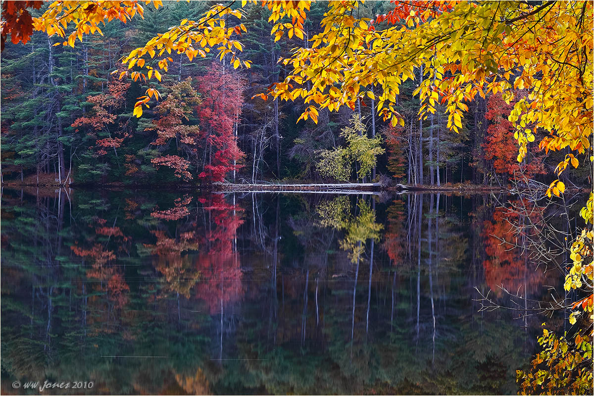Golden Curtain