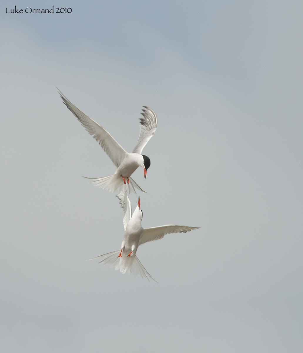 Common Terns