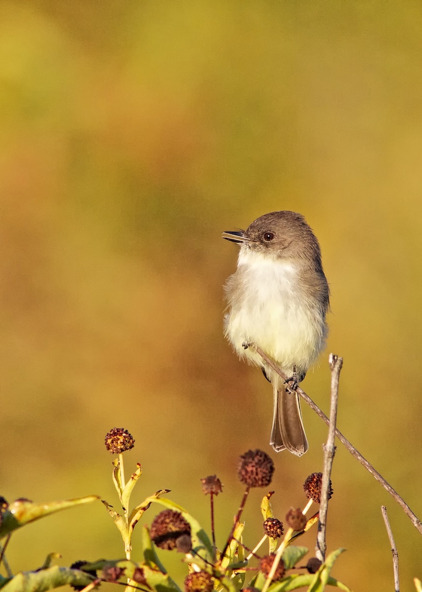Eastern Phoebe