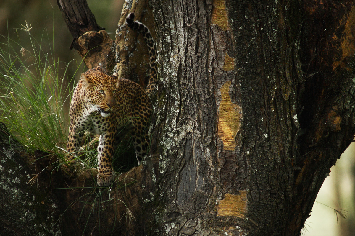 Big Cat in a Big Tree x2