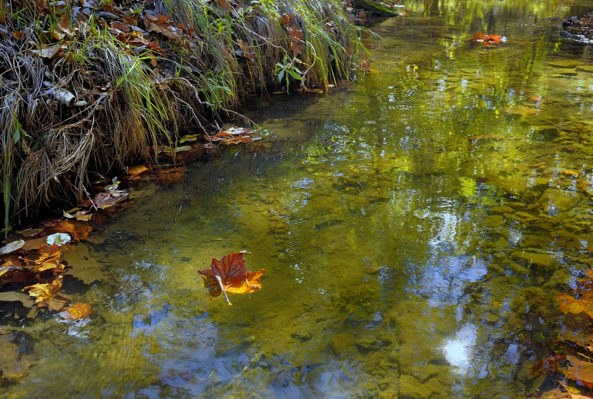 Leaf in a Creek