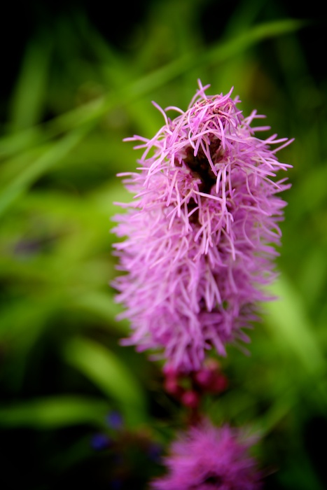 Blazing Star