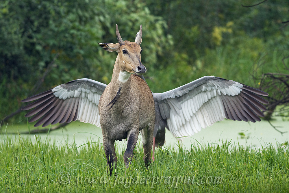 A flying Bluebull !?!