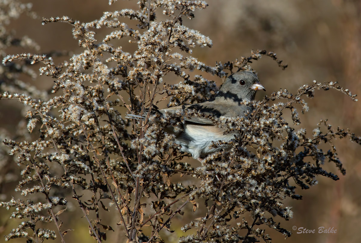 Junco+Repost