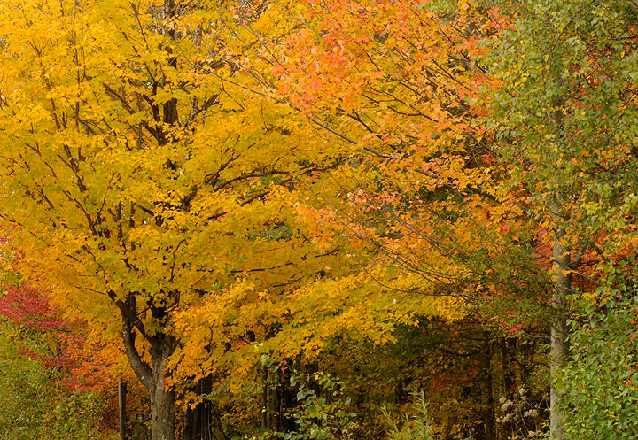 Autumn Splendor