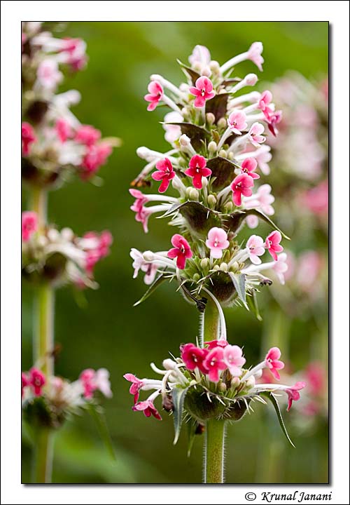 Himalayan Whorlflower