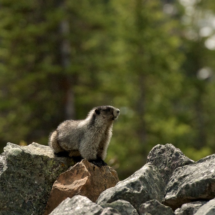 Hoary Marmot Posing