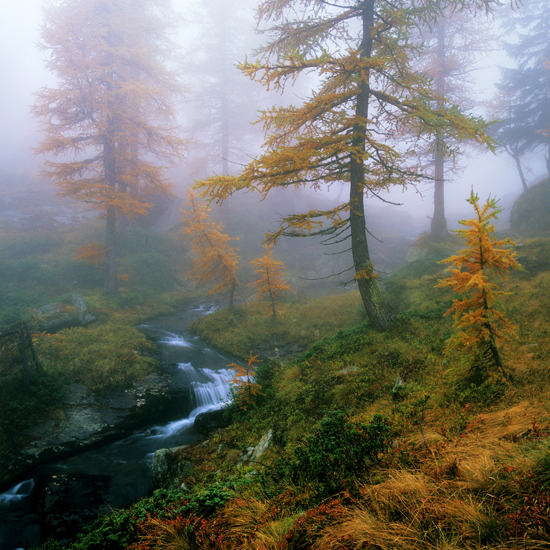 fog, water and larches