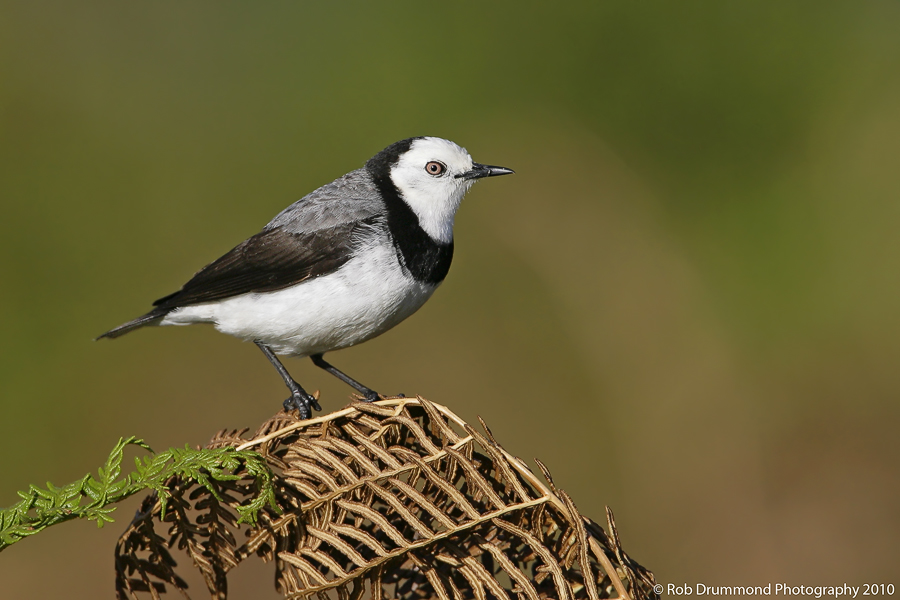 White-fronted Chat