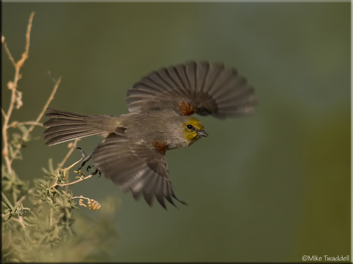 Verdin