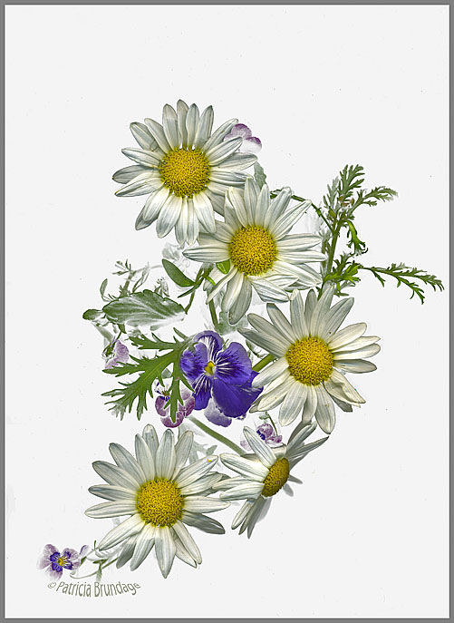 Daisy Bouquet