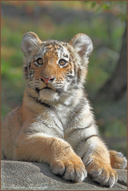 Tiger Cub