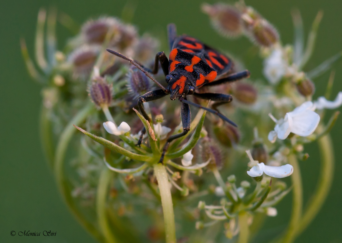 Walking on a flower