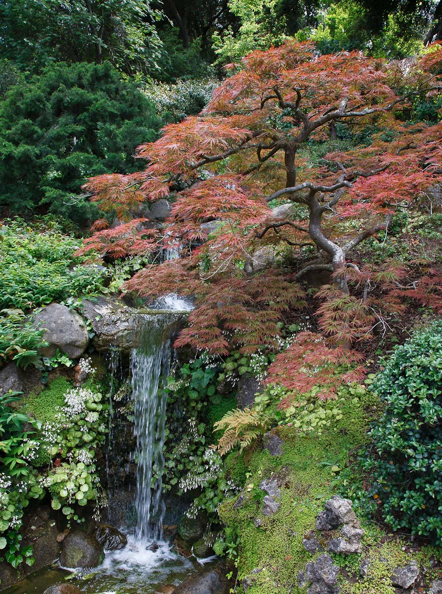 Japanese Maple (+repost)