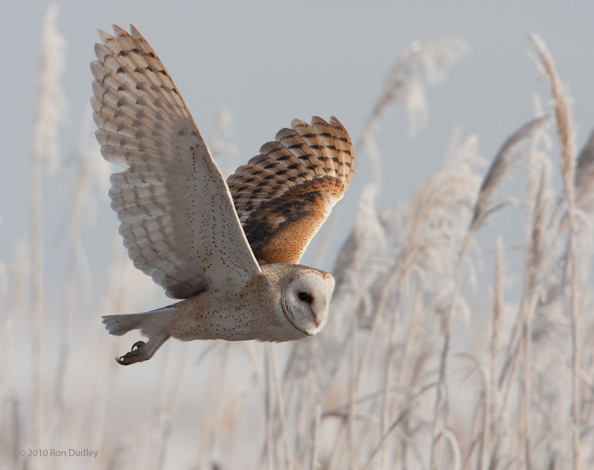 Barn Owl