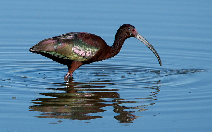 White-Faced Ibis