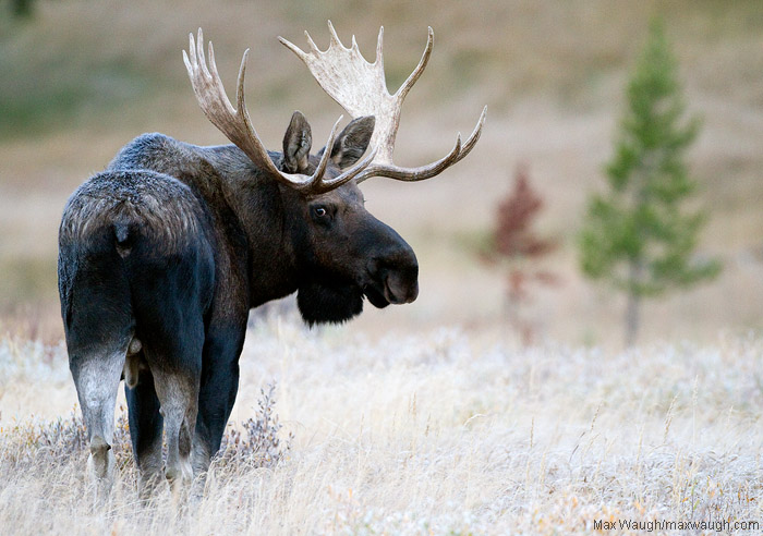 Yellowstone Bull