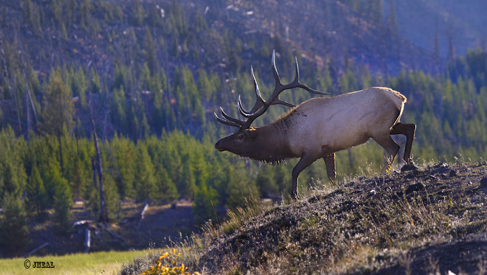 Chasing the Herd