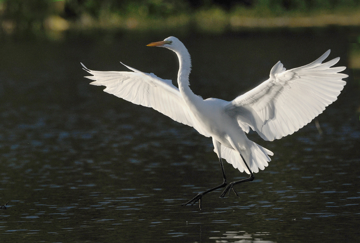  Great egret