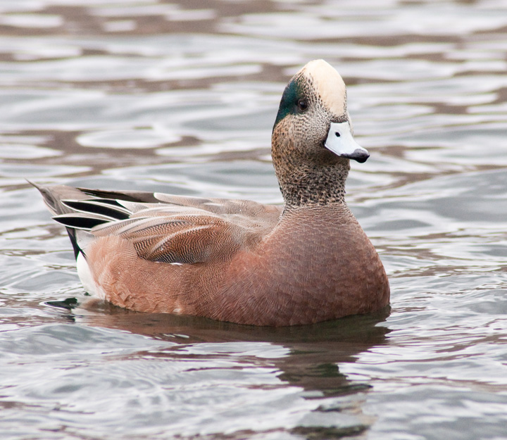 American Wigeon