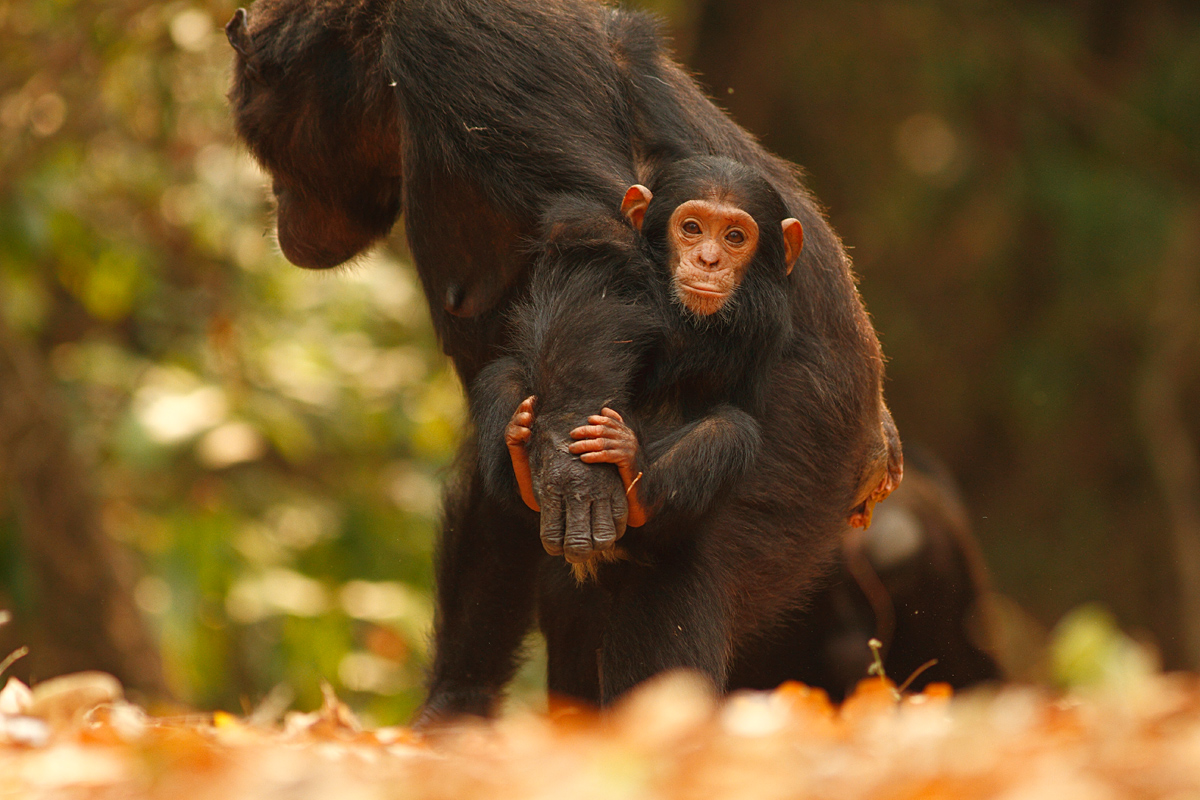 Young chimpanzee