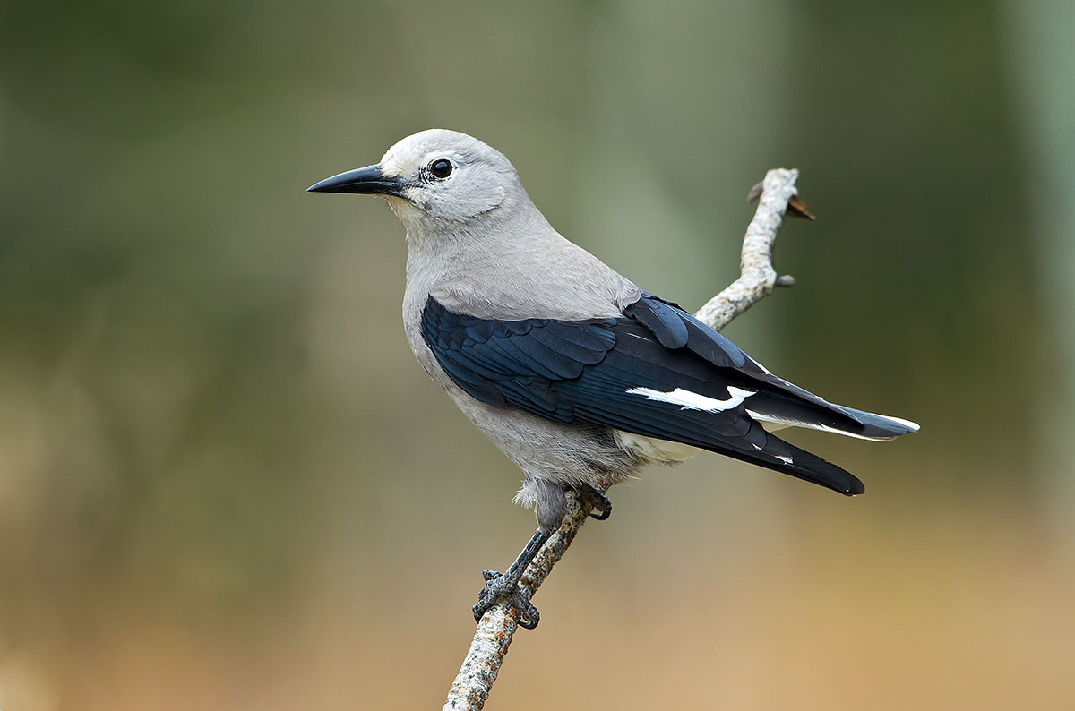 Clark's Nutcracker