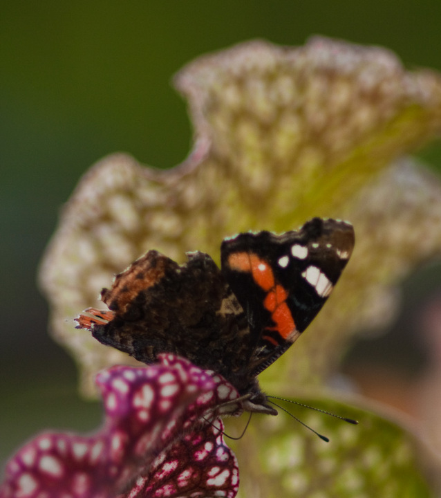 butterfly